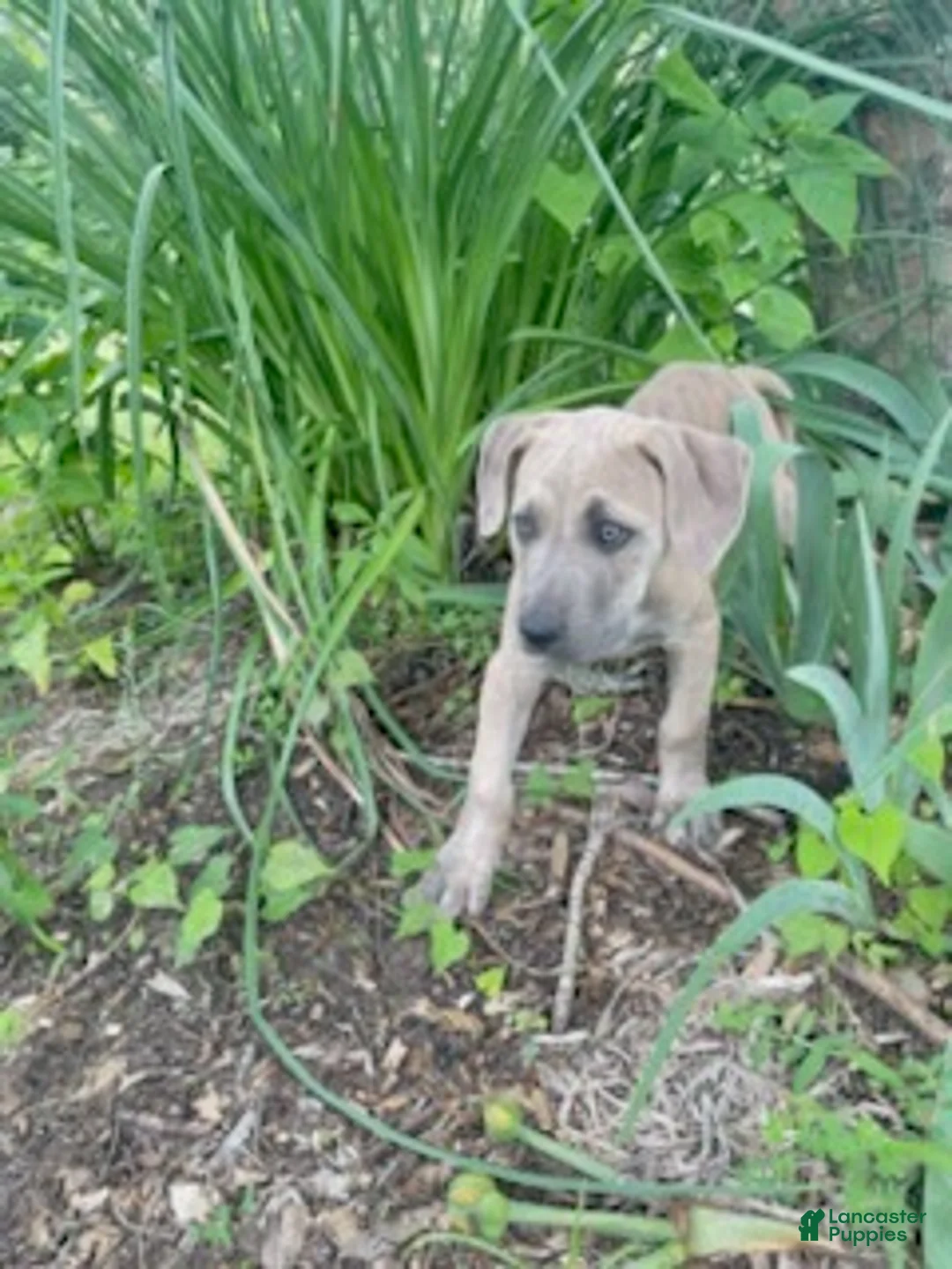 Cane Corso dogs for sale: Roxie - Ad 2