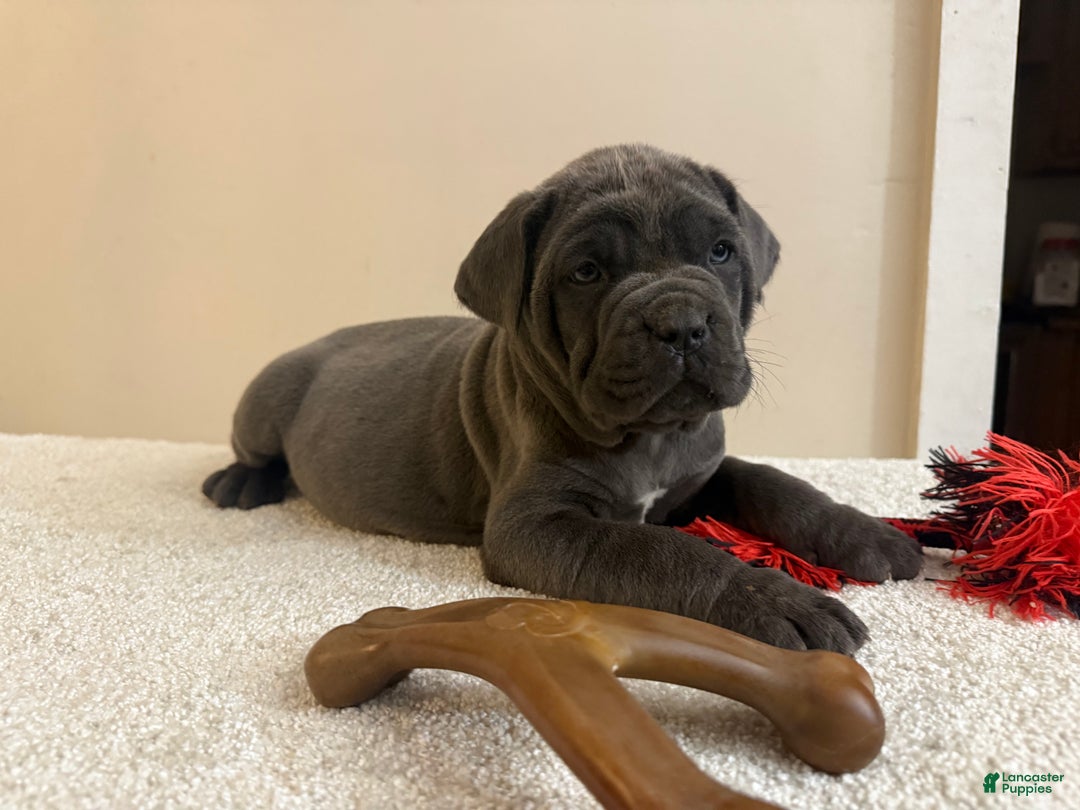 Cane Corso dogs for sale: Diamond - Ad 4