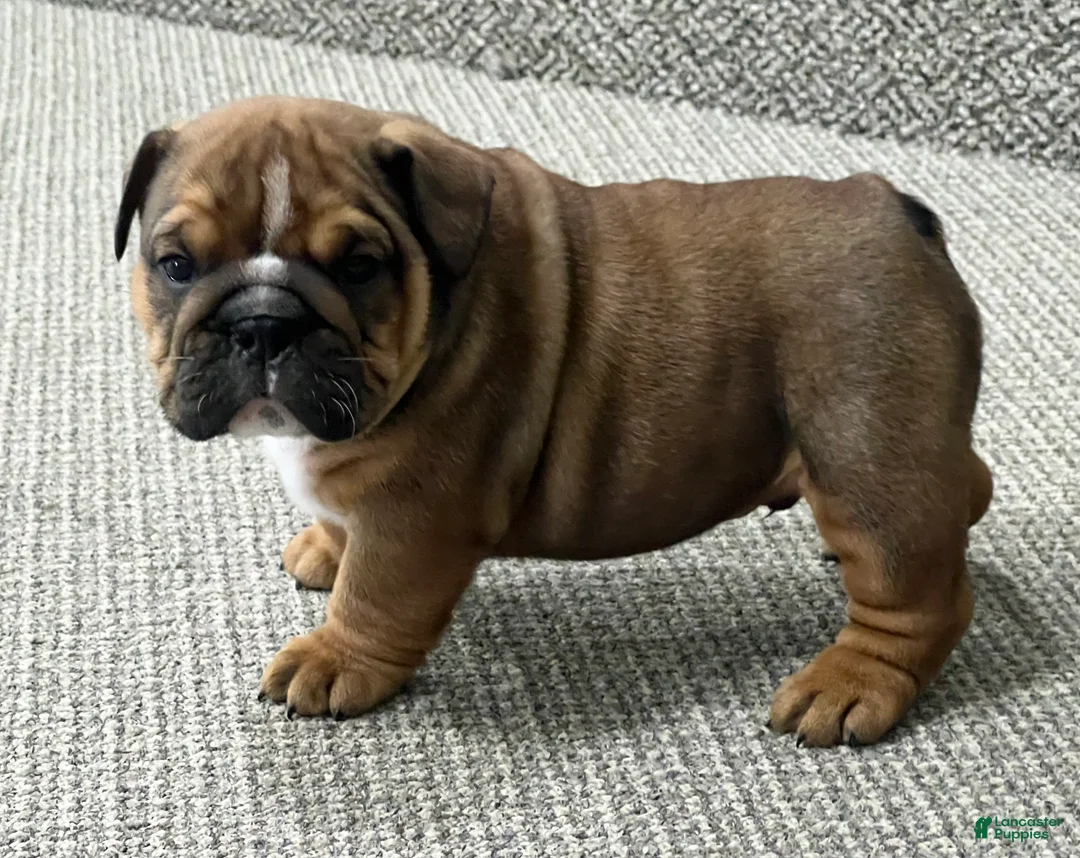 English Bulldog dogs for sale: Beau - Ad 3