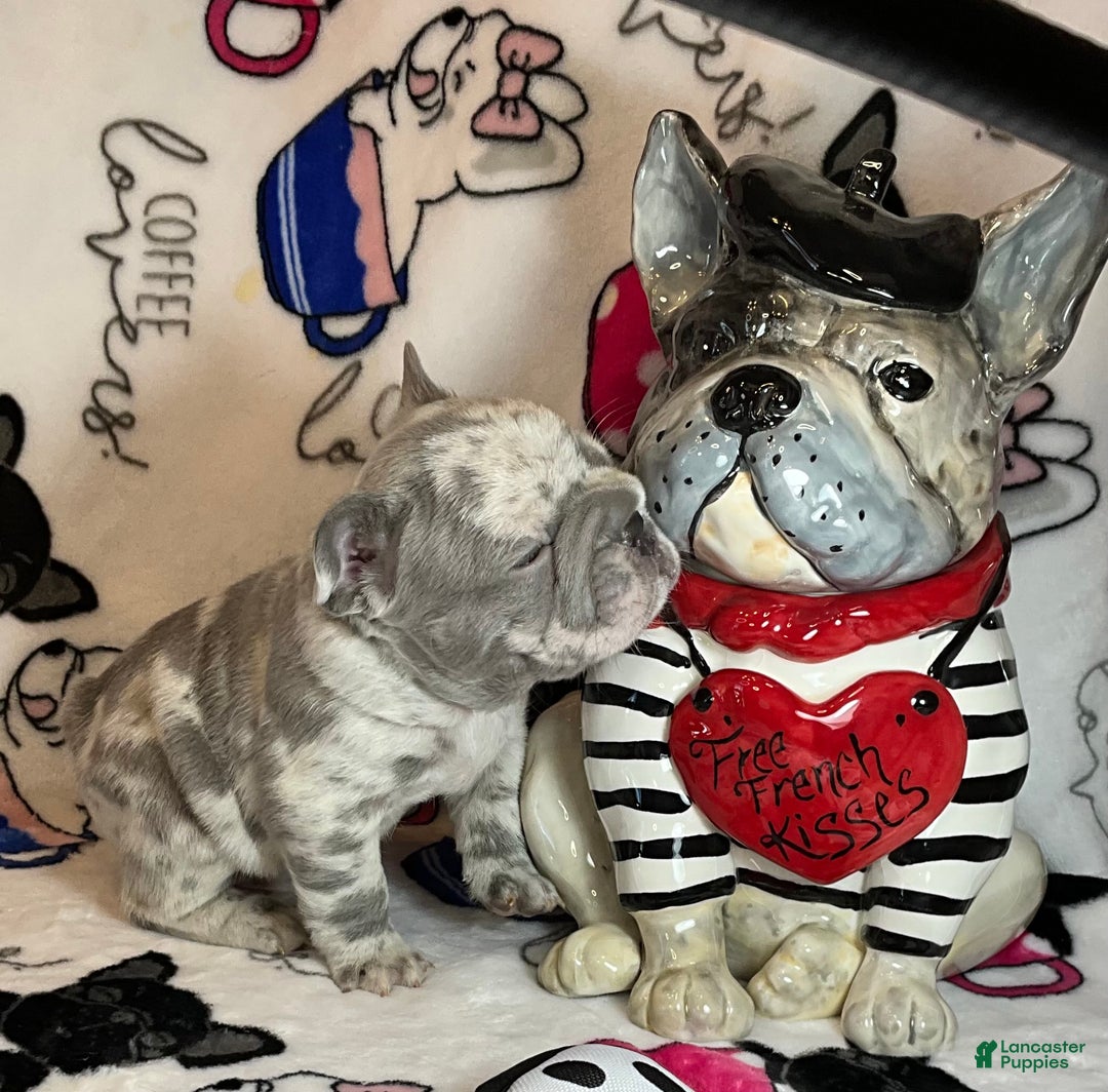 French Bulldog dogs for sale: Garmin - Ad 19