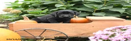 Labrador Retriever dogs for sale: Taffy - Ad 3
