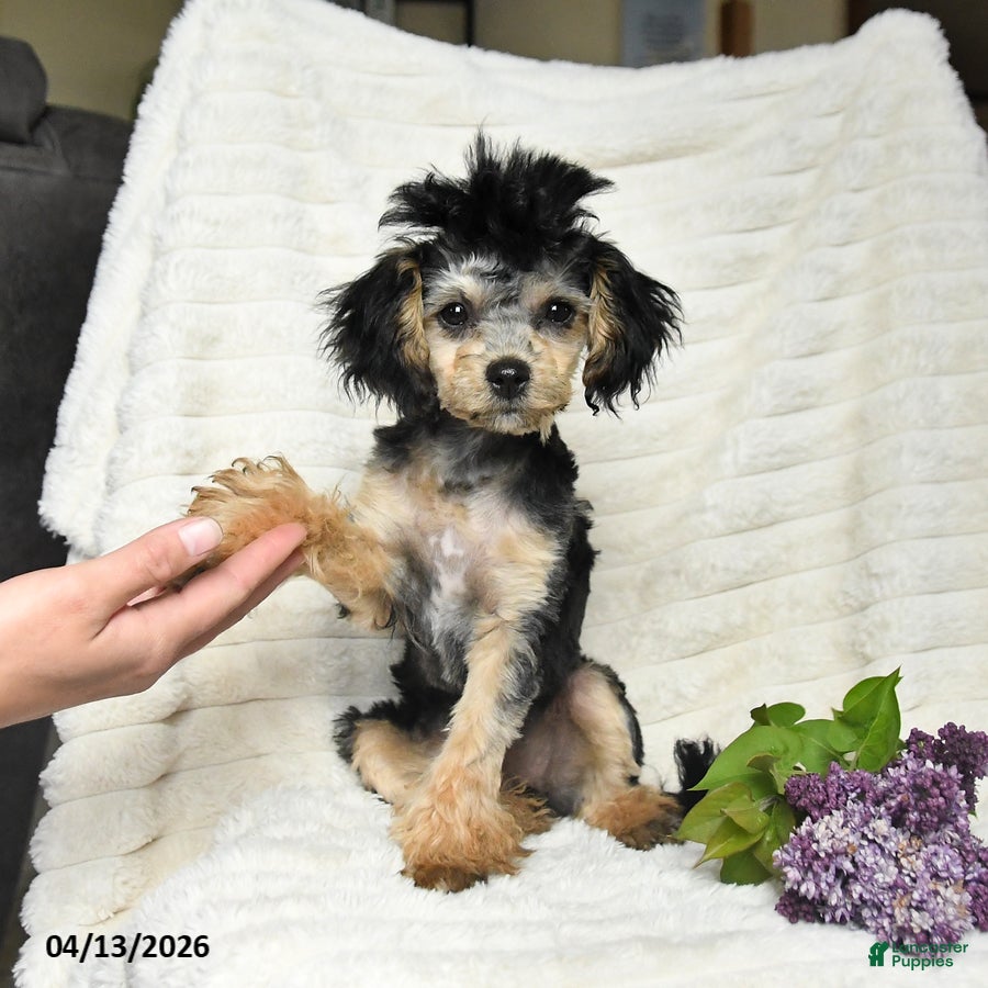 Havapoo dogs Lilac - Ad 2