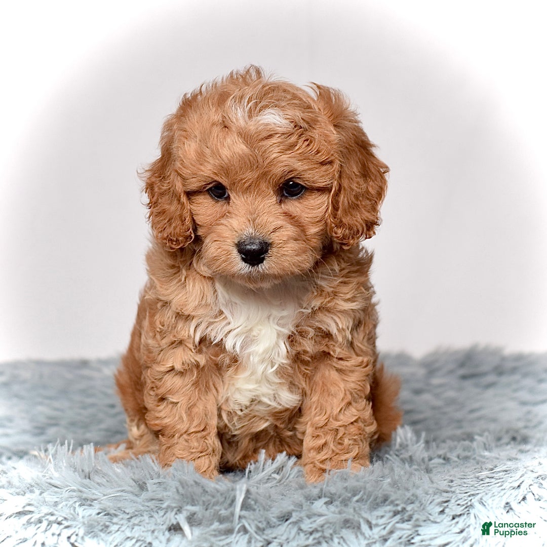 Cavapoo dogs for sale: Ms. Lexi - Ad 8