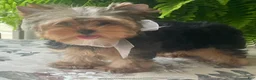 Biewer Terrier dogs for sale: Izzy - Ad 13