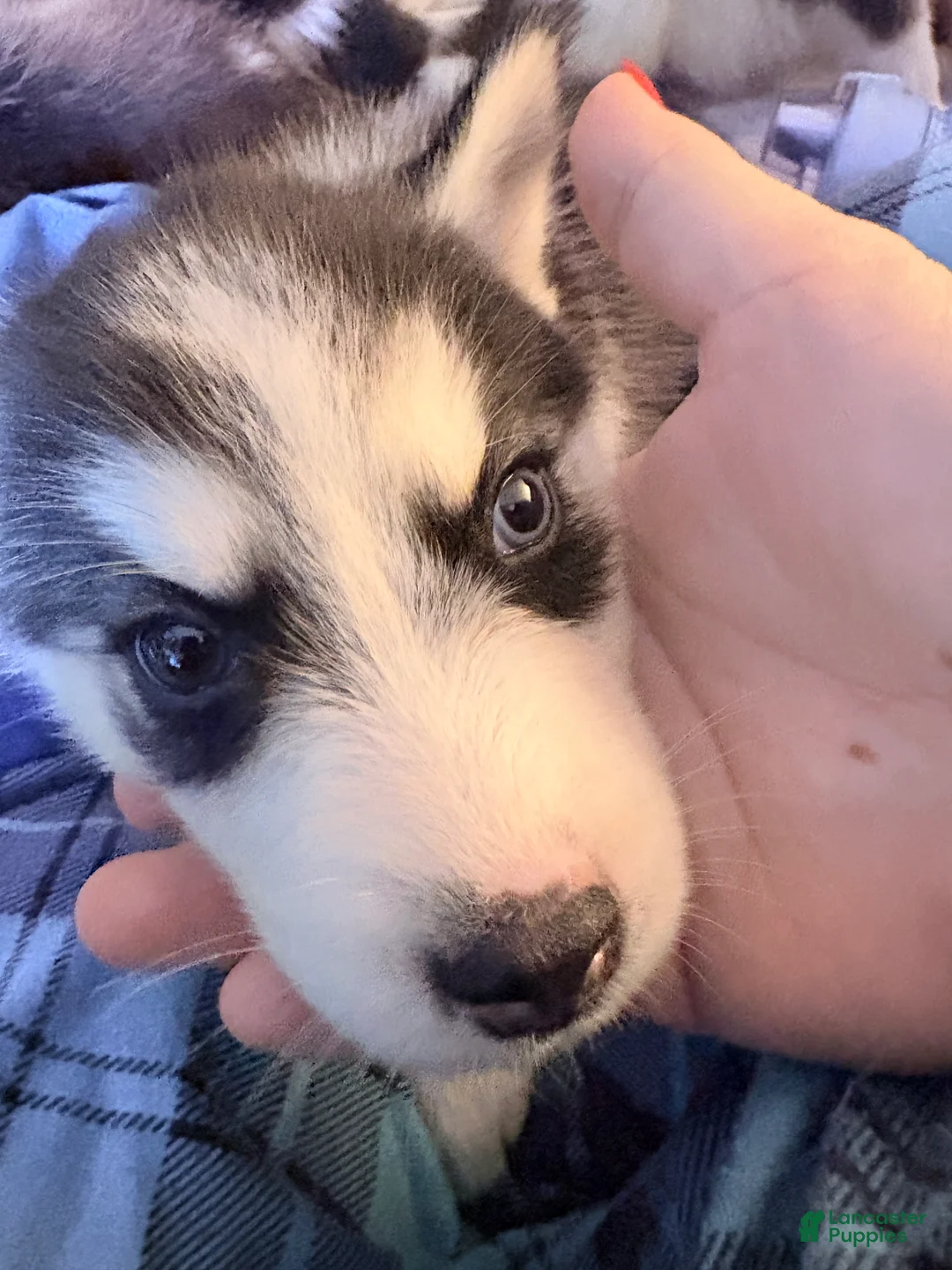 Siberian Husky dogs for sale: Siberian Husky Puppy 2 - Ad 2