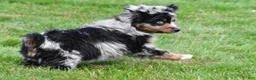 Miniature Australian Shepherd dogs for sale: Wilson - Ad 2