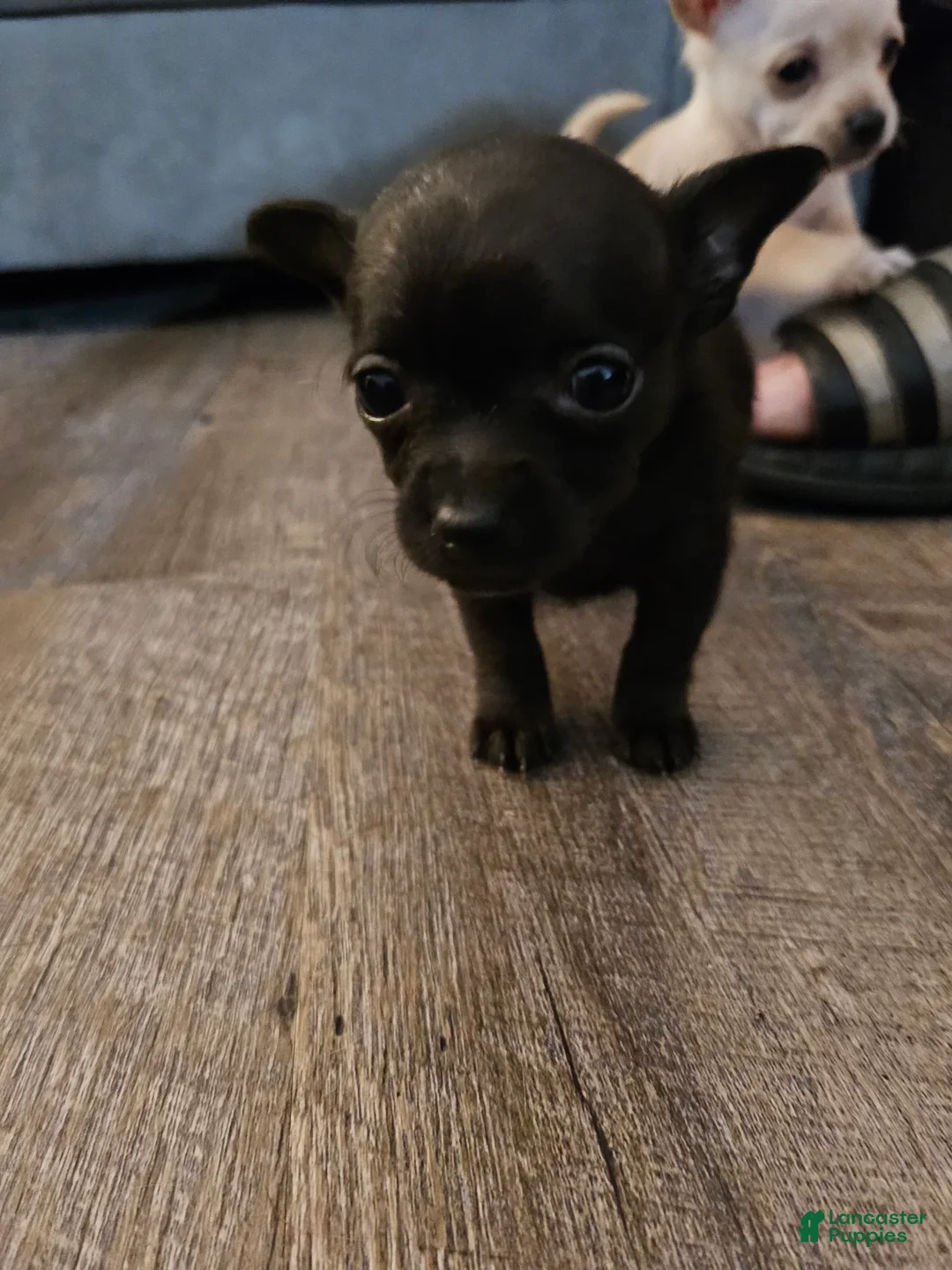 Gallery Image {{count}}