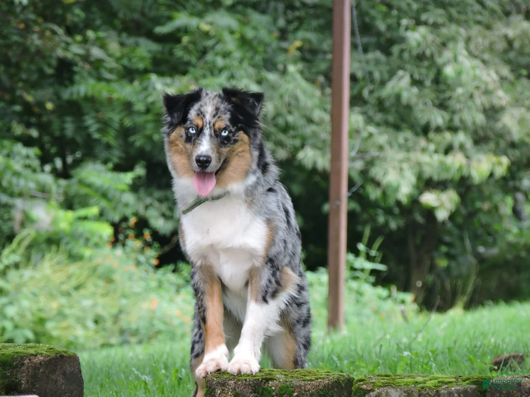 Gallery Image {{count}}