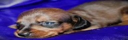 Dachshund dogs for sale: Circe - Ad 3