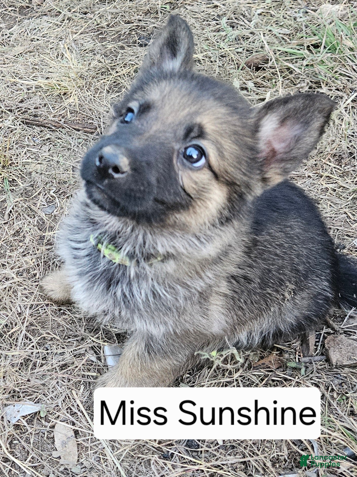 German Shepherd dogs German Shepherd Puppy 7 - Sunshine - Ad 9
