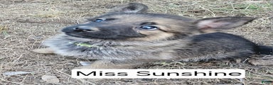 German Shepherd Puppy 7 - Sunshine