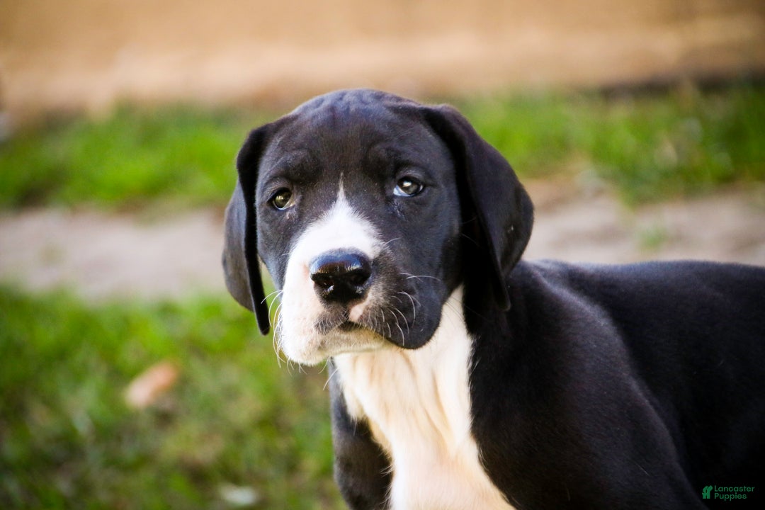Great Dane dogs for sale: Lilah - Ad 2