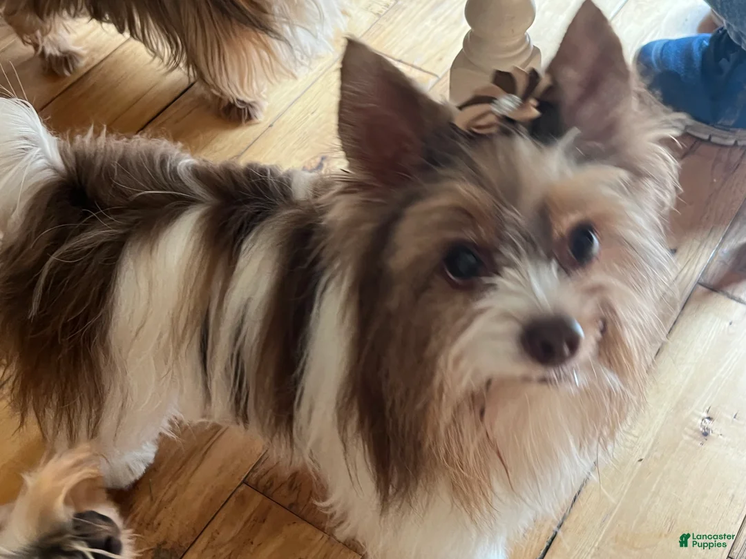 Yorkiepoo dogs for sale: COCOA - Ad 6