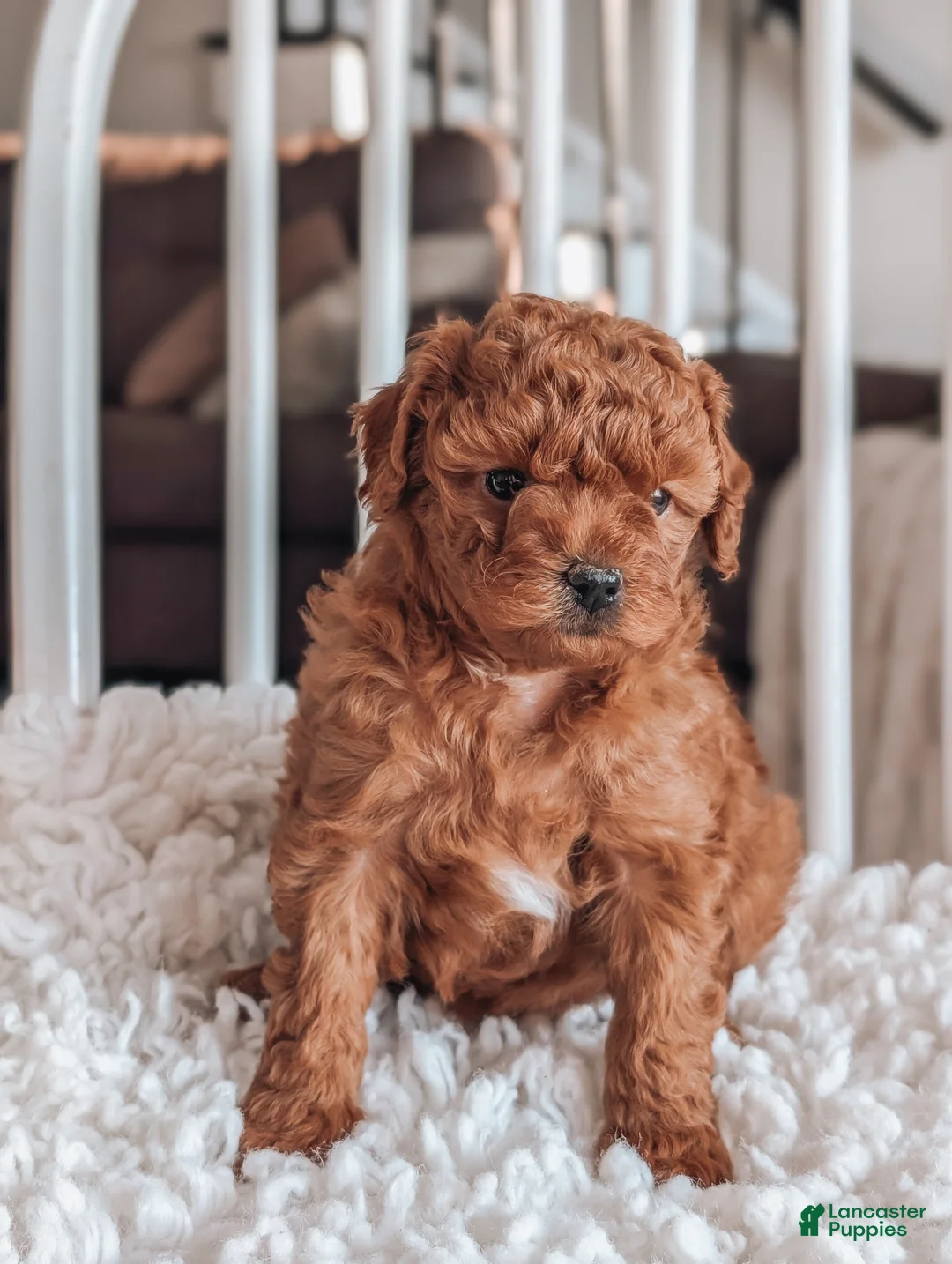 Maltipoo dogs for sale: Jewel - Ad 5