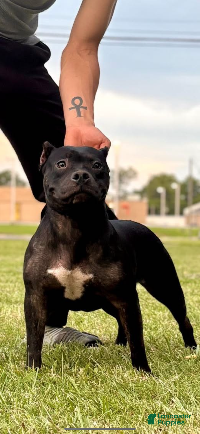 American Bully dogs American Bully Puppy 1 - Ad 6