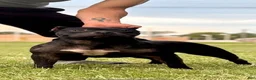 American Bully dogs for sale: American Bully Puppy 1 - Ad 1