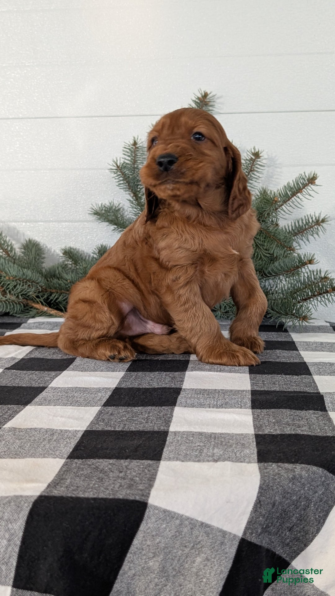 Irish Setter dogs for sale: Enzo  - Ad 10