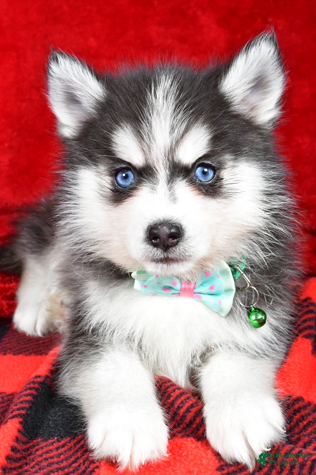 Pomsky dogs for sale: Vance - Ad 4