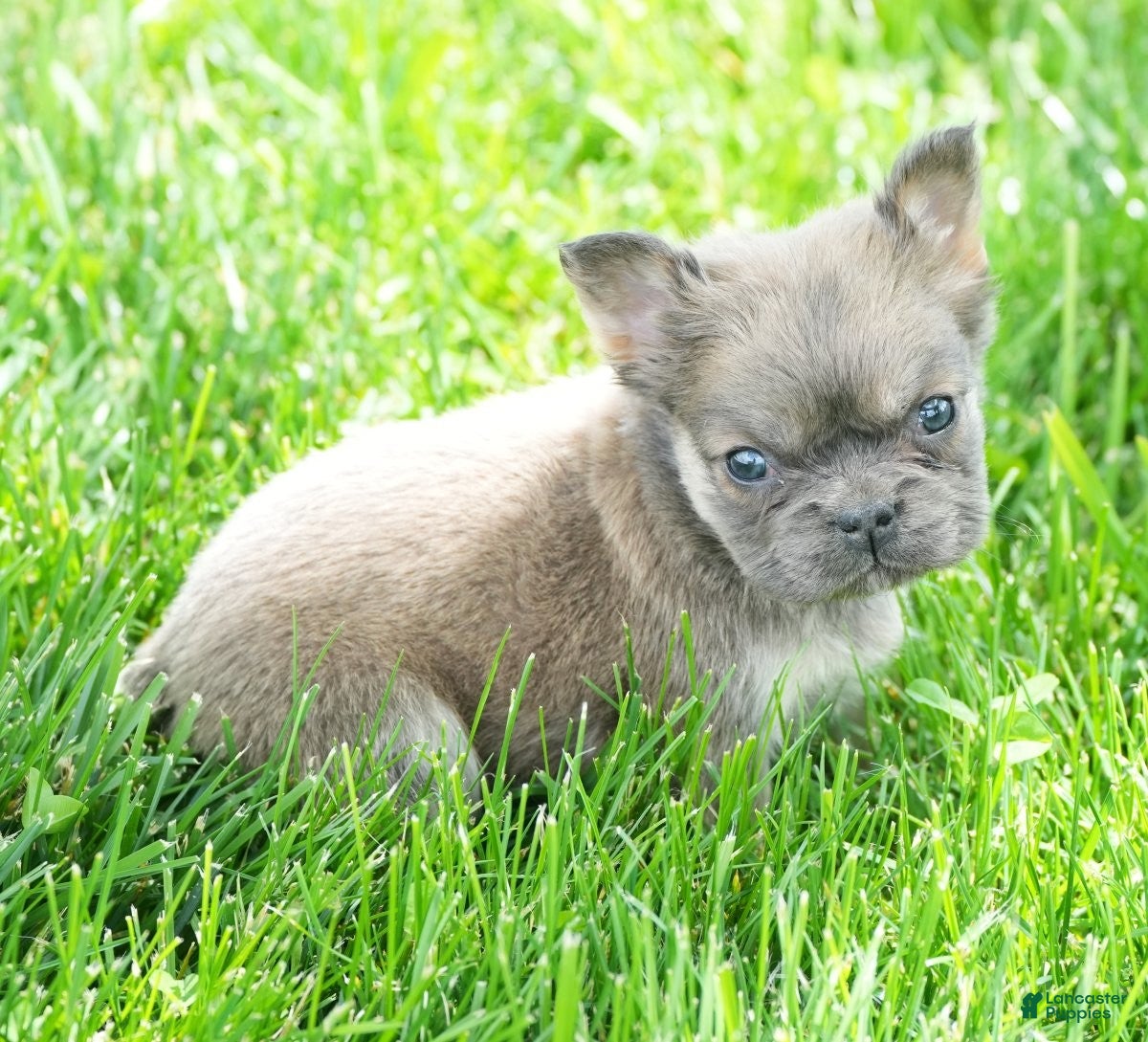 French Bulldog dogs Jill - Ad 1