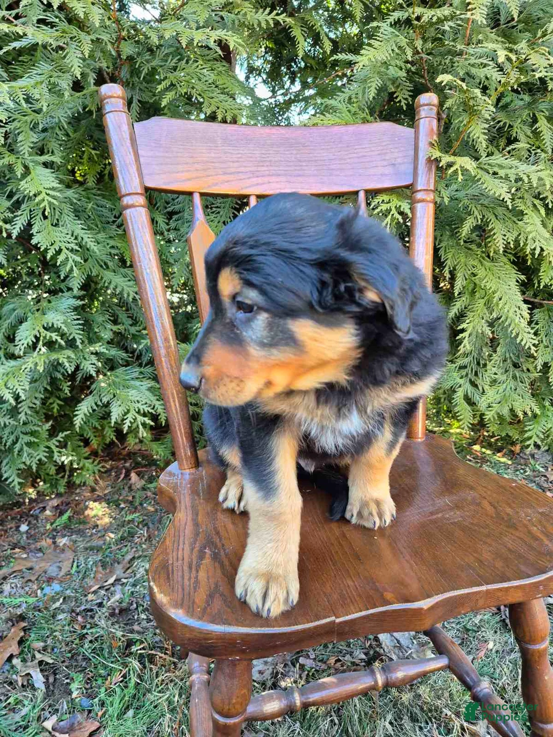 English Shepherd dogs for sale: English Shepherd Toby - Ad 2