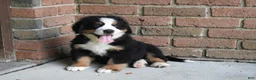 Bernese Mountain Dog dogs for sale: Max - Ad 4