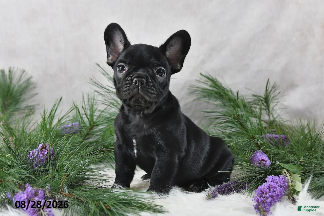 Frenchton dogs for sale: Marshal - Ad 1