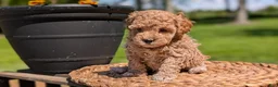Miniature Poodle dogs for sale: Mya - Ad 12