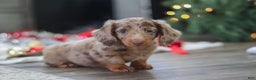 Miniature Dachshund dogs for sale: Buddy - Ad 16