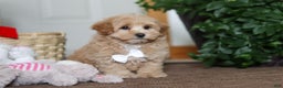 Maltipoo dogs for sale: Kenny - Ad 3