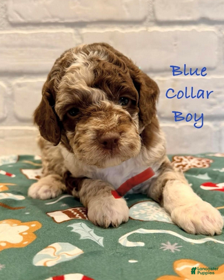 Goldendoodle dogs Blue Collar Boy - Ad 1