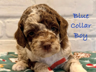 Goldendoodle dogs Blue Collar Boy - Ad 1