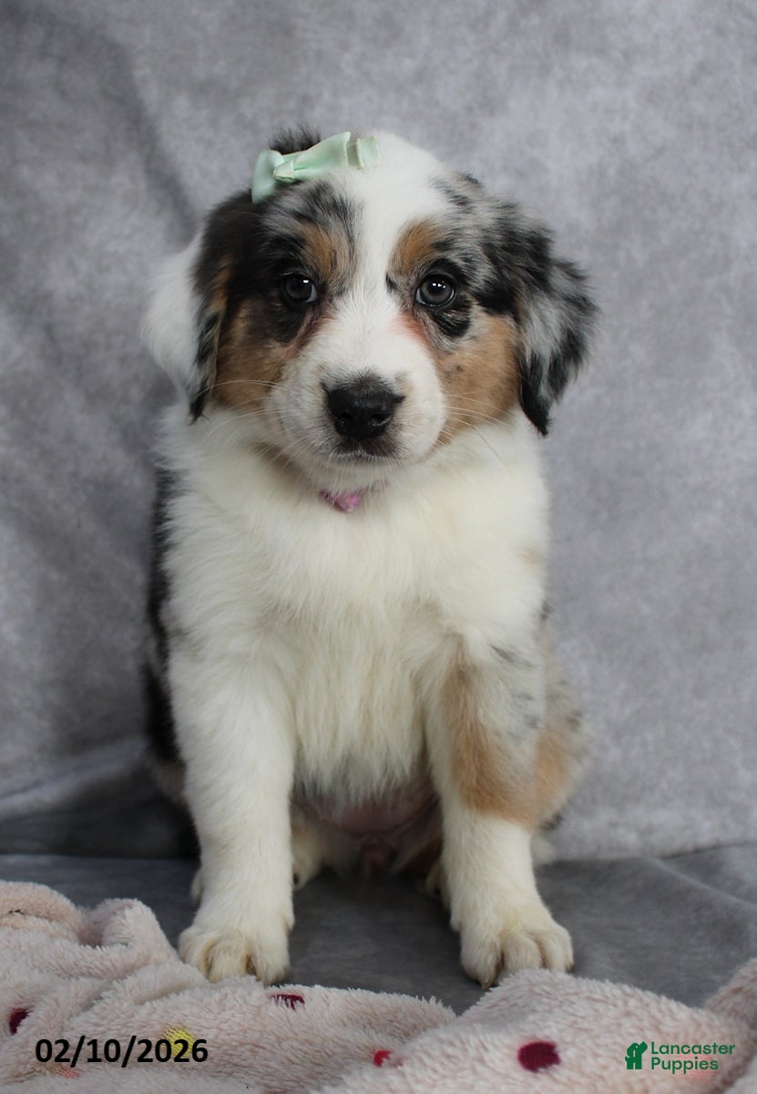 Australian Shepherd dogs Lily - Ad 29