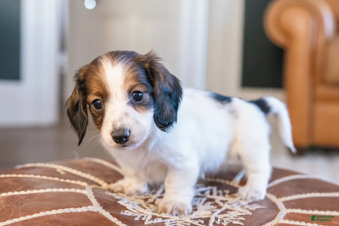 Miniature Dachshund dogs for sale: Ingrid Floppenstein - Ad 9