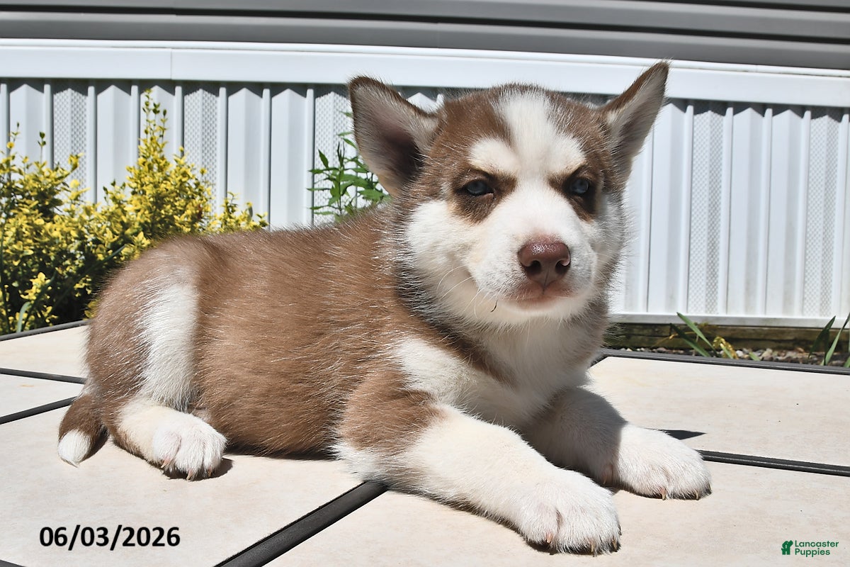 Siberian Husky dogs Cody - Ad 1