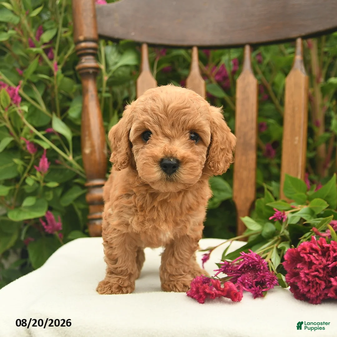 Toy Poodle dogs for sale: Forrest  - Ad 2