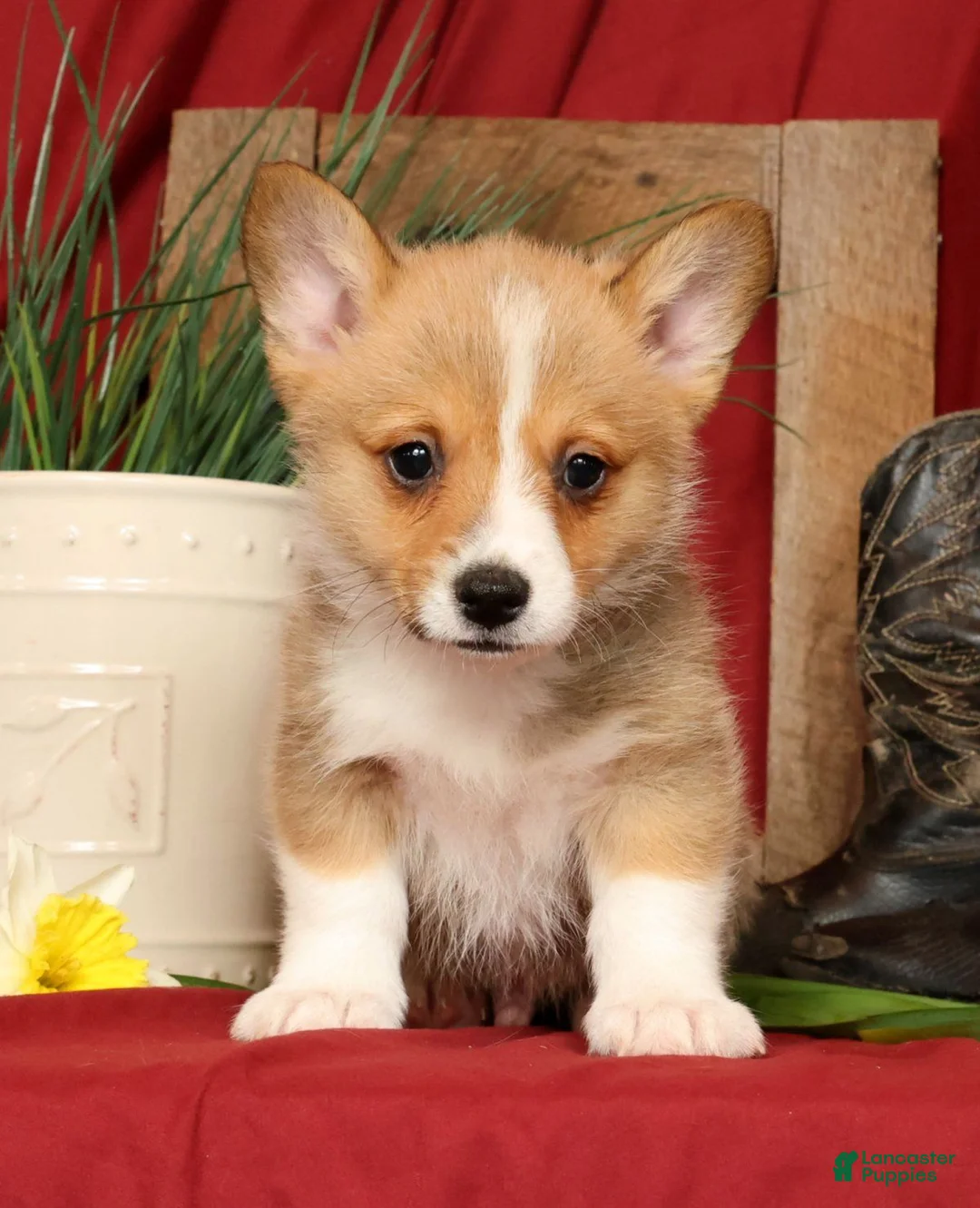 Welsh Corgi Pembroke dogs for sale: Duke Genetic Clear - Ad 1