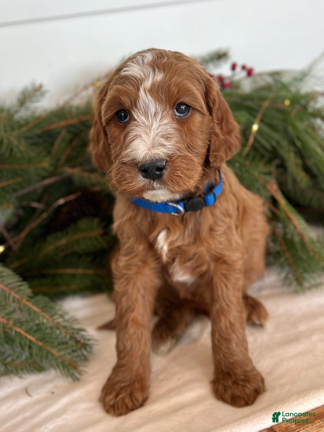 Irish Doodle dogs for sale: Theodore  - Ad 9