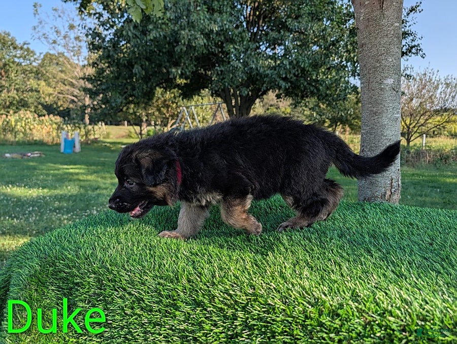 German Shepherd dogs Duke - Ad 2