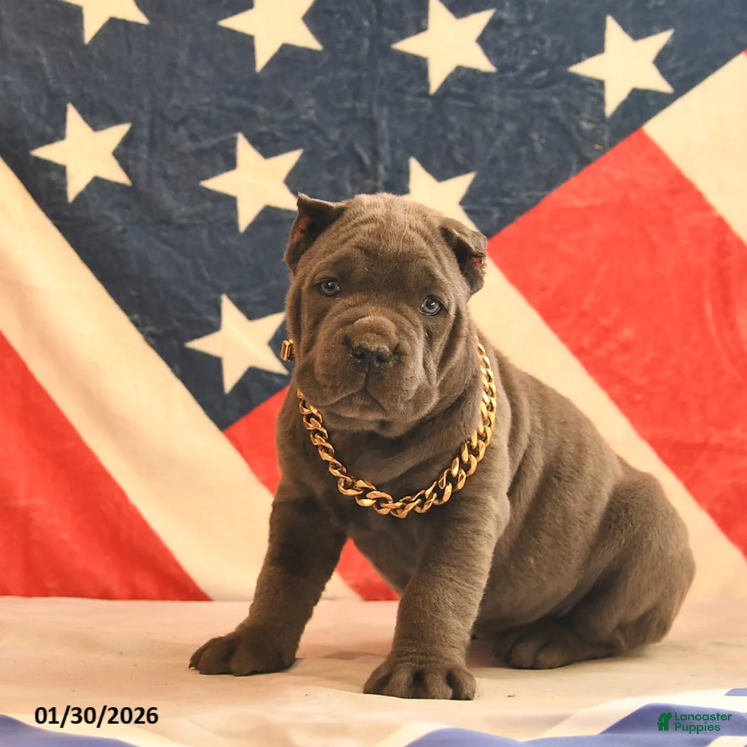 Cane Corso dogs for sale: Iris  - Ad 2