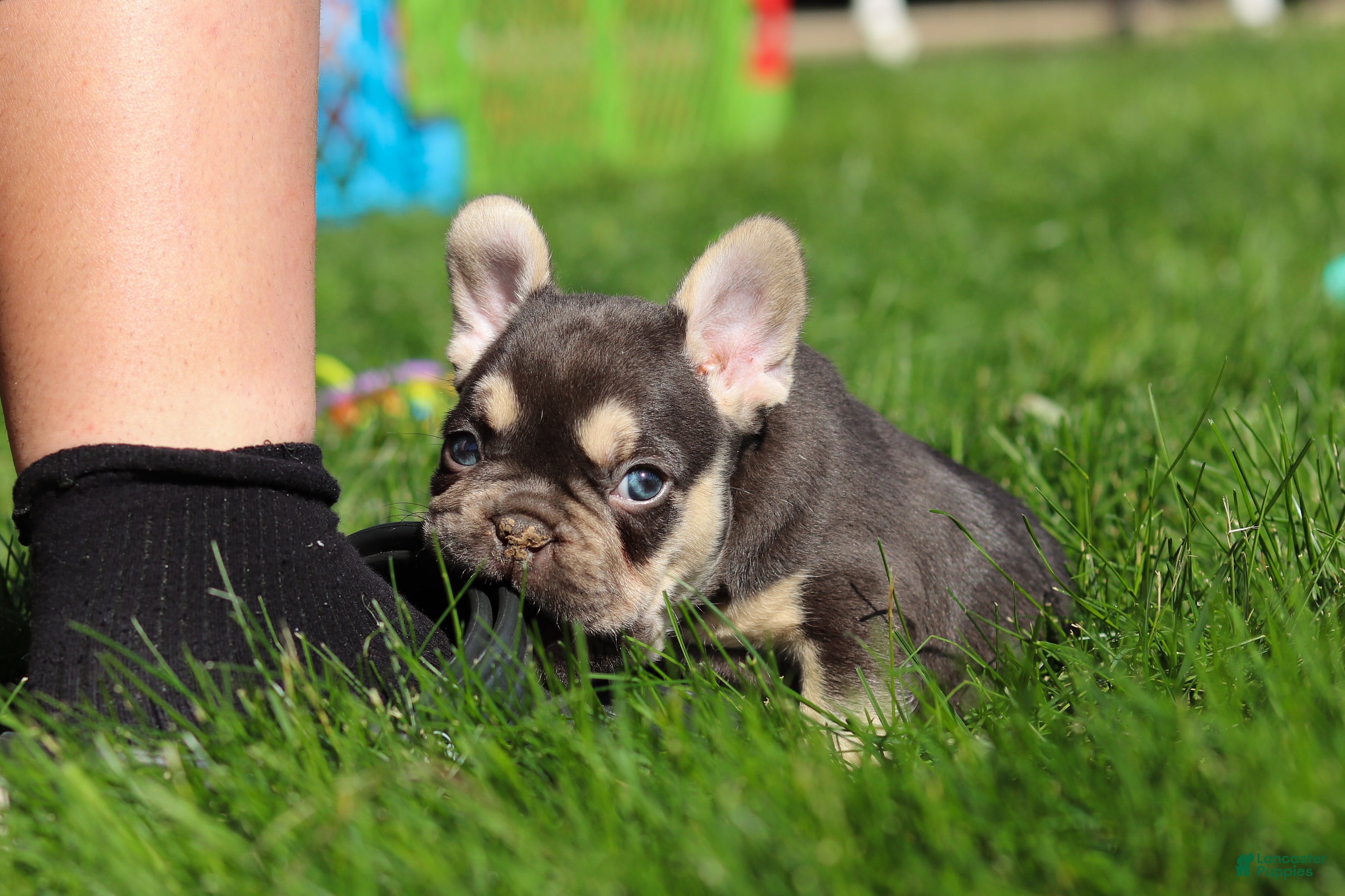 French Bulldog dogs Chase - Ad 2