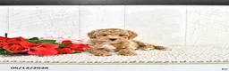 Miniature Poodle dogs for sale: Robert - Ad 7