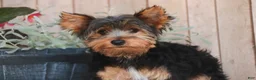 Yorkshire Terrier dogs for sale: Teddy - Ad 4
