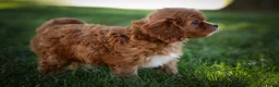 Cavapoo dogs for sale: Katie 🎀 - Ad 16