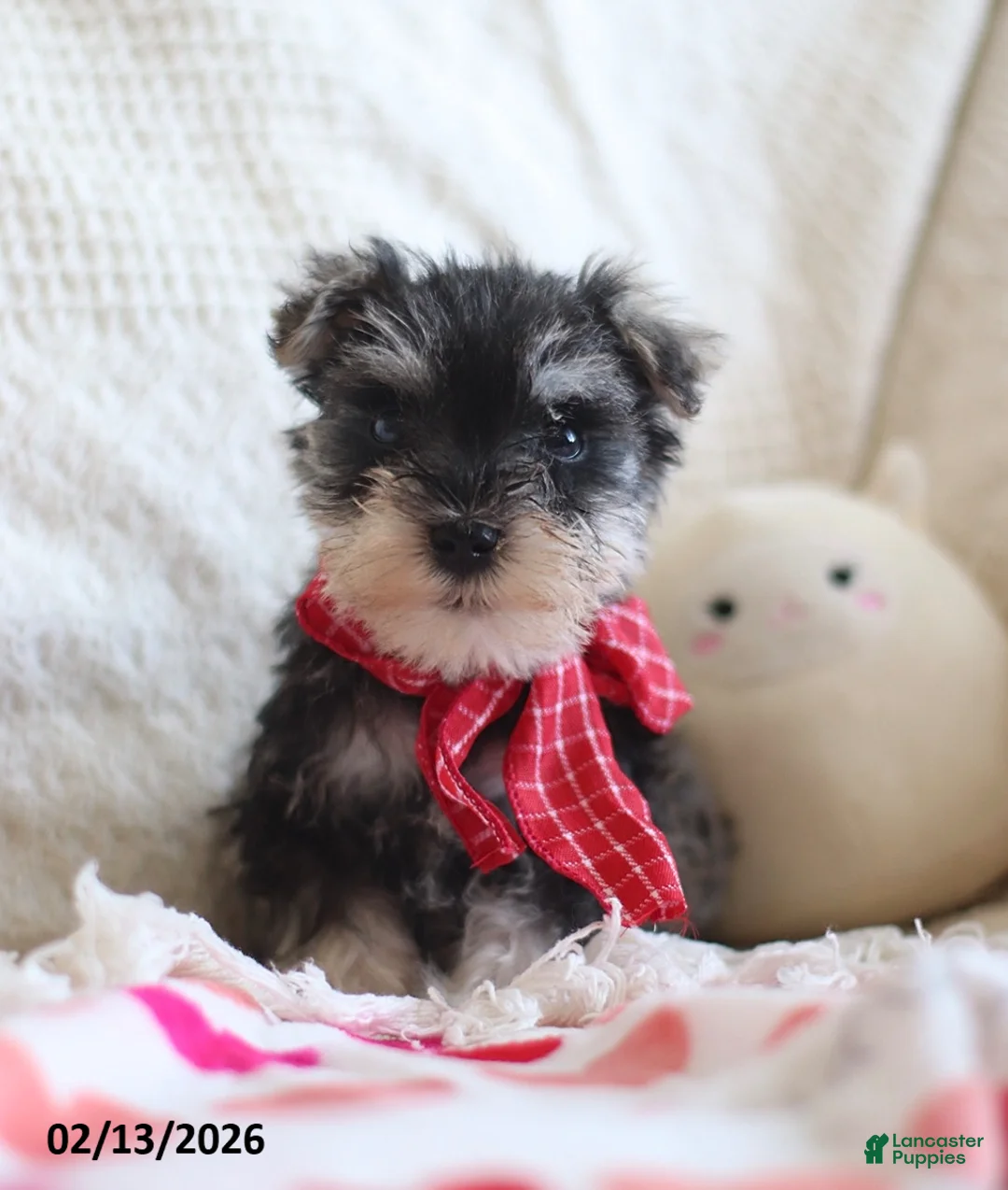 Miniature Schnauzer dogs for sale: Sheldon - Ad 1