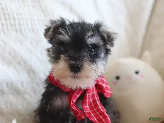 Miniature Schnauzer dogs Sheldon - Ad 18