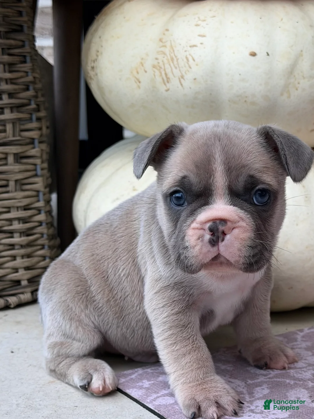 French Bulldog dogs for sale: French Bulldog 2 - Ad 2