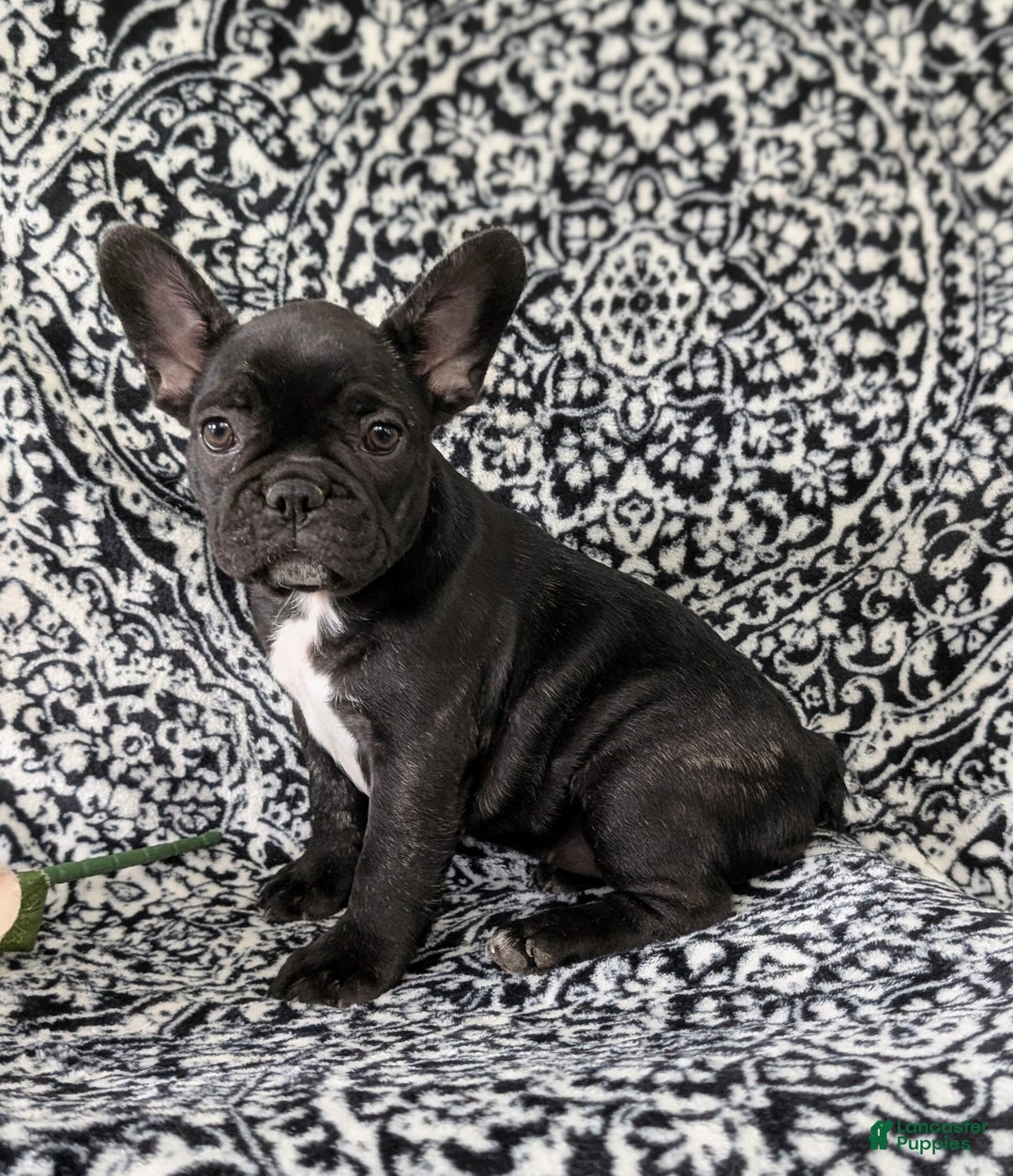 French Bulldog dogs for sale: Nadia - Ad 4