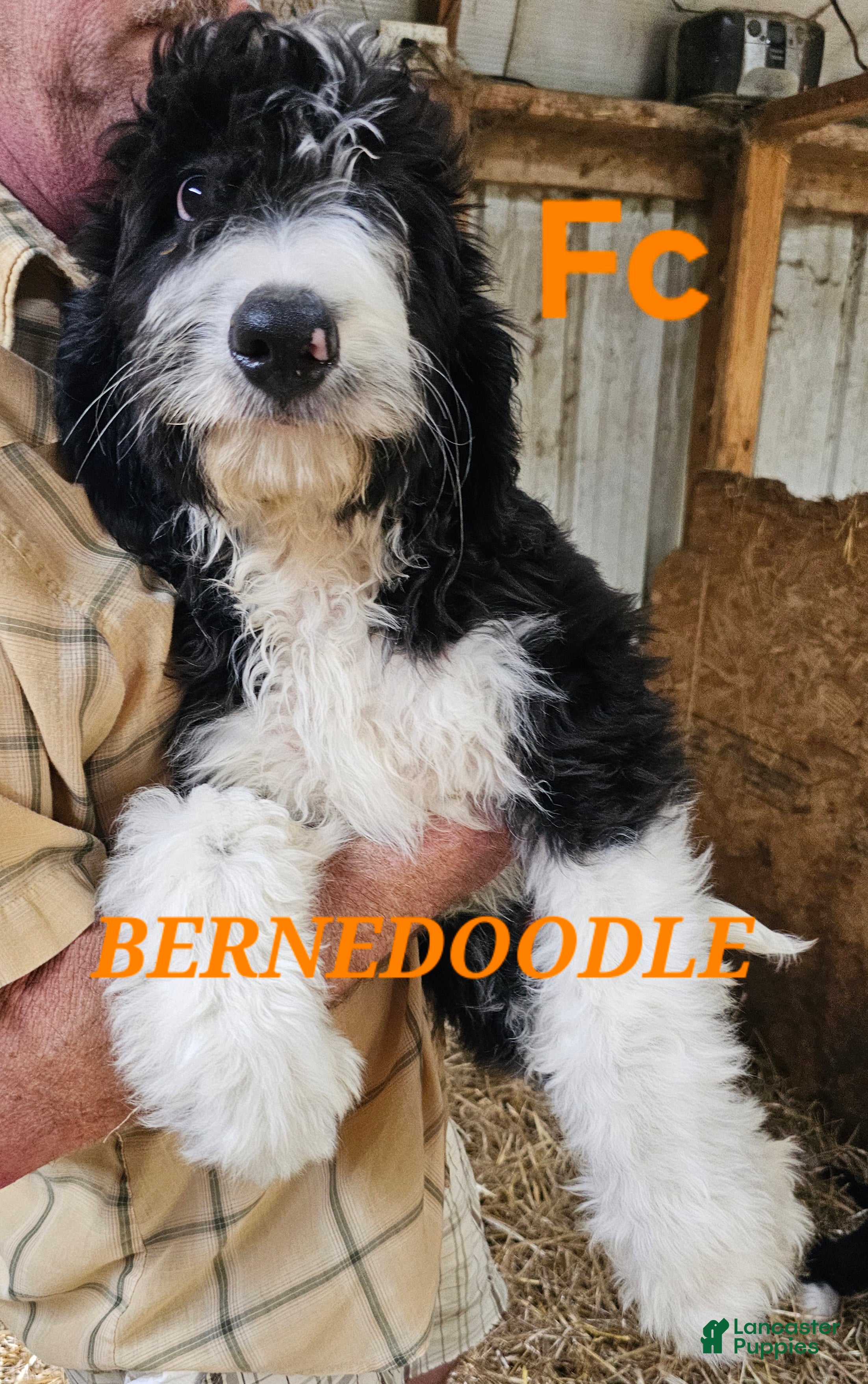Bernedoodle dogs Bernedoodle  - Ad 1
