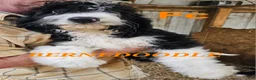 Bernedoodle dogs for sale: Bernedoodle  - Ad 5