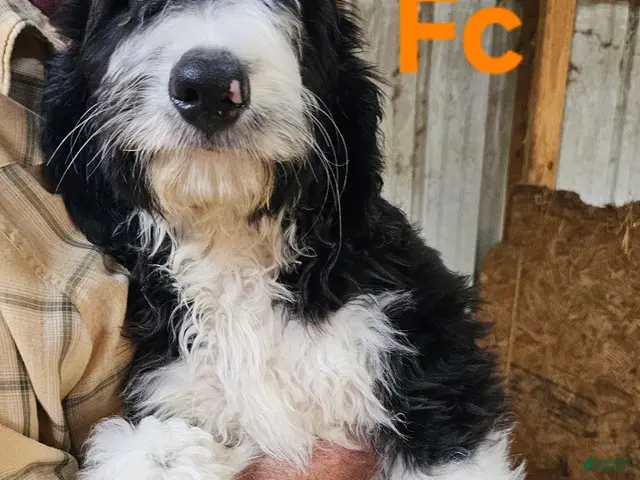 Bernedoodle dogs for sale: Bernedoodle - Ad 1
